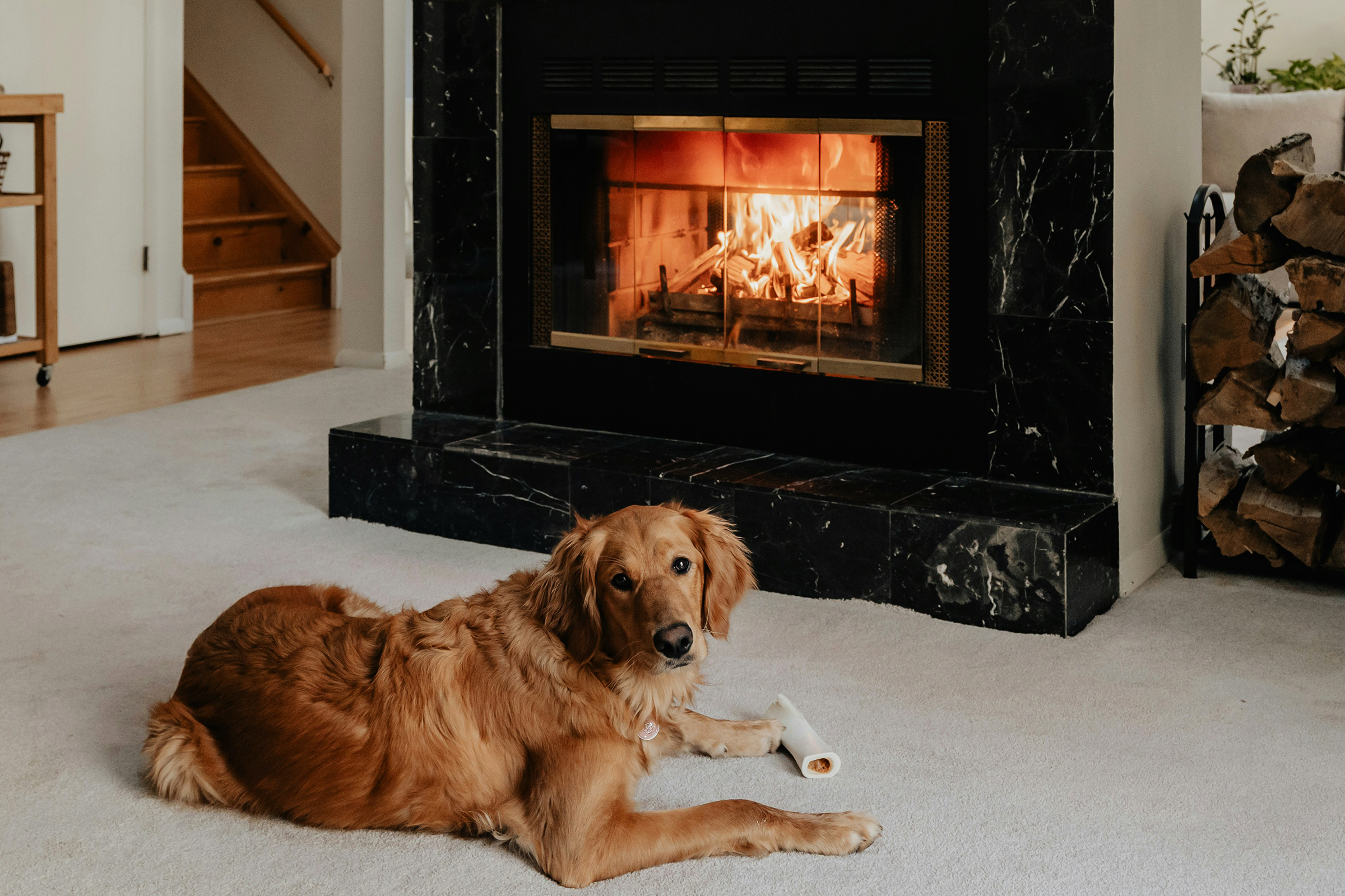 Skantherm Kamin - Kamin mit Hund, der sich am Feuer wärmt